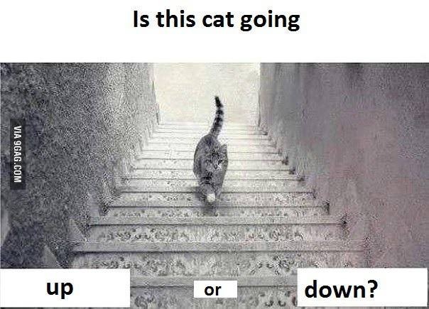 cat going up or down
