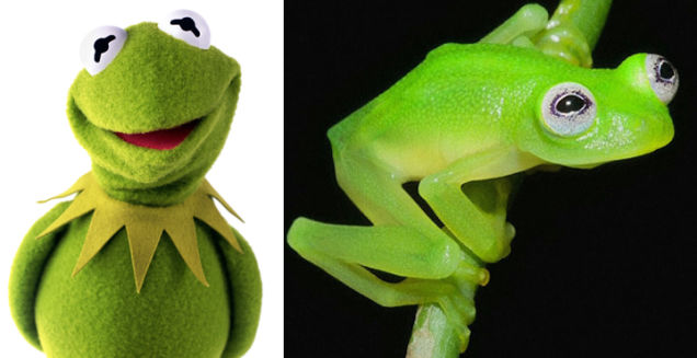 Kermit the REAL Frog