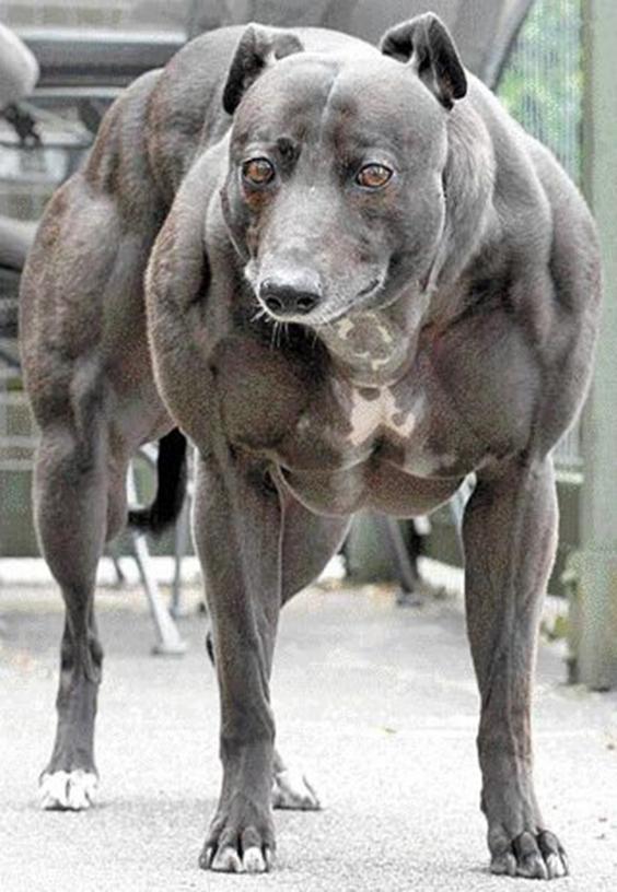 Genetically Alters Whippet