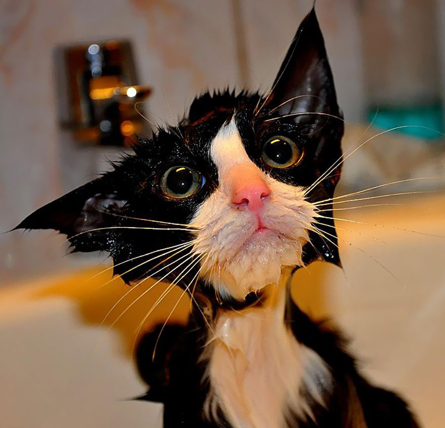 soaking wet cat