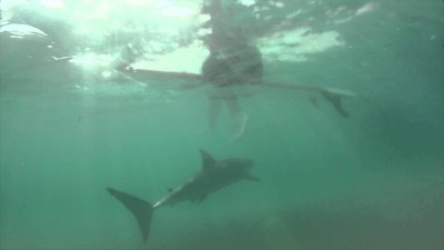 shark swimming beneath surfer